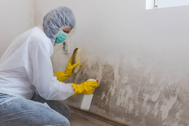 Mold Testing and Removal in Bells, TN
