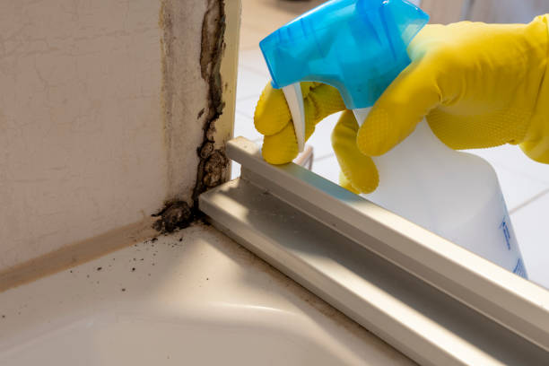 Best Attic Mold Removal  in Bells, TN
