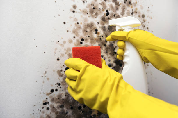 Best Toxic Mold Removal  in Bells, TN
