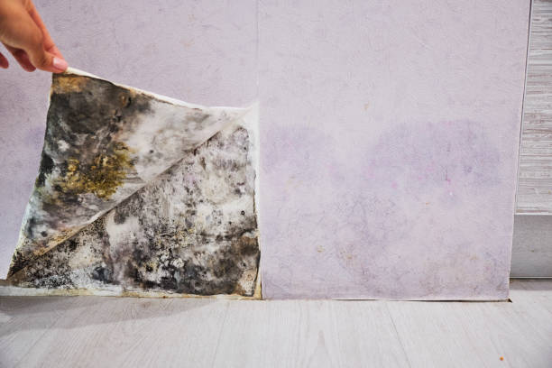 Best Home Mold Removal  in Bells, TN